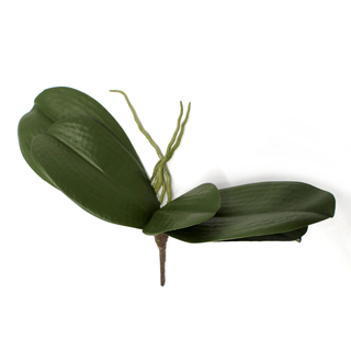 Orchideen-Zweig mit 5 Blättern und Luftwurzel 1 Stück