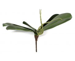 Orchideen-Zweig mit 5 Blättern und Luftwurzel 1 Stück