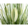 Kunst-Pflanze Gras im Topf  Schilfgras mit kurzen weißen Kolben 145cm