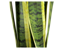 Kunst-Pflanze Sansevieria Bogenhanf 70cm im schwarzen Topf