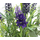 Kunst-Pflanze Lavendel mit Topf 35cm hoch lila 1 Stück
