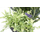 Kunst-Pflanze Lavendel mit länglicher Schale 40 x 34cm 1 Stück