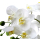 Kunst-Pflanze Orchidee ovaler Topf silber hochglanz und weiße Blüten 53cm hoch