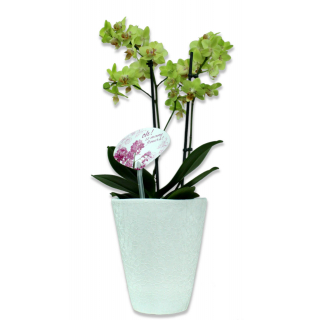 Keramik Blumen-Topf abgerundet konisch 14 x 17cm weiß - kroko