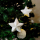 Stern mit Glitzer Ø13cm zum aufhängen - 2 Stück - Weihnachtsstern
