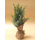 Kunstpflanze Konifere eingetopft im Jute-Sack 13 x 36cm künstliche Zypresse Lebensbaum Thuja