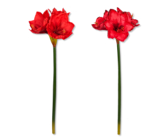 Kunst-Pflanze Amaryllis XXL rote Blüten 75cm...