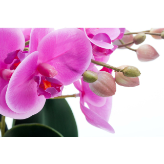 Keramiktopf Orchidee 37,99 XL cm 53 mit kaufen! € Jetzt hoc, - ca. Kunstpflanze