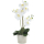 Kunst-Pflanze Orchidee konischer Topf beige crackle und weiße Blüten 55cm